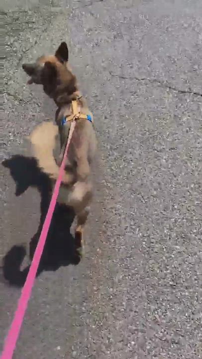 Enlarge Lucas, a Adopted mixed breed in Feasterville, PA video 4/7