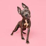 Legs, Adopted, Young Female Pit Bull Terrier & American Staffordshire Terrier.