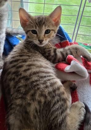 Enlarge Daphne, a Adoptable Domestic Short Hair in Davison, MI image 1/1