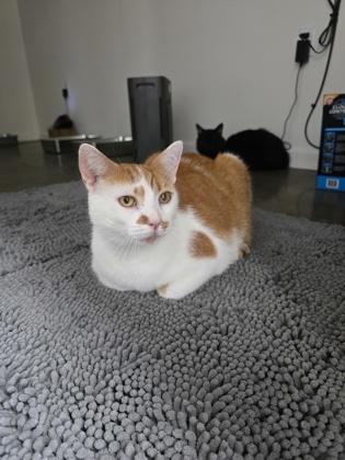 O.J. the Juice Man (Unfurr-getables NOLA Cat), Adoptable, Adult Male Domestic Short Hair & Domestic Short Hair.