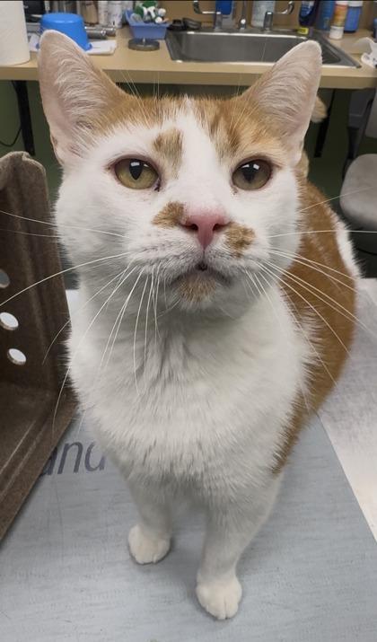 Enlarge O.J. the Juice Man (Unfurr-getables NOLA Cat), a Adoptable mixed breed in New Orleans, LA image 2/3