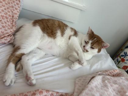 Enlarge O.J. the Juice Man (Unfurr-getables NOLA Cat), a Adoptable mixed breed in New Orleans, LA image 3/3