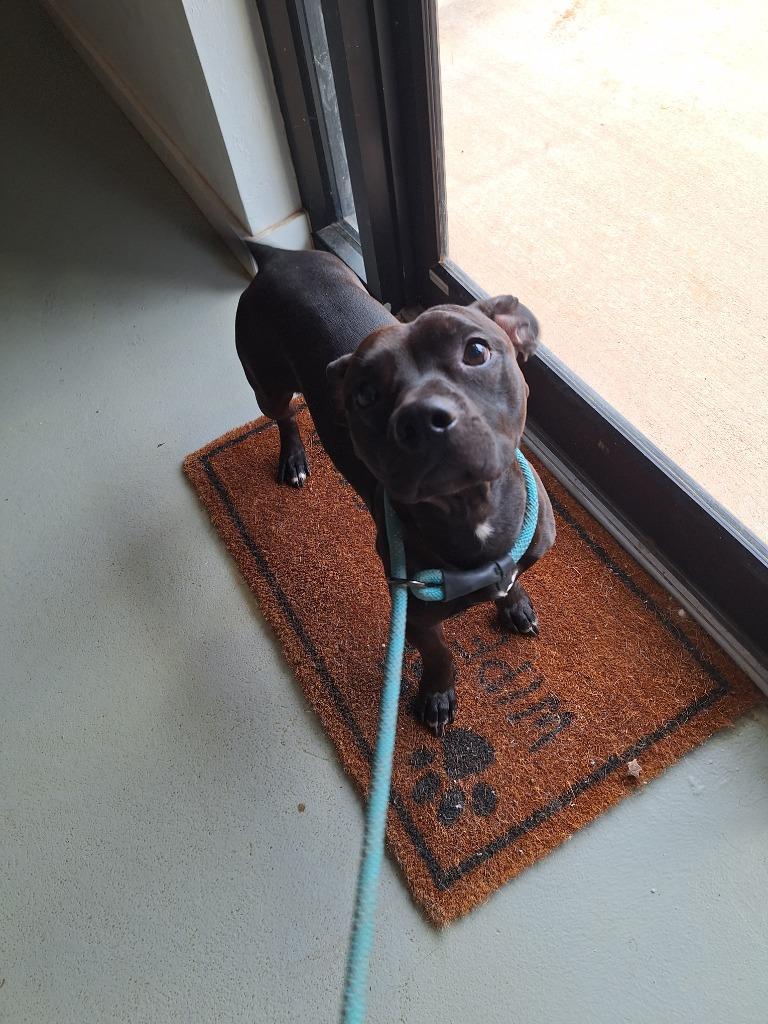 Cope, Adoptable, Young Male Dachshund & Staffordshire Bull Terrier.