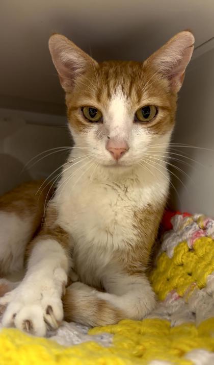 Sparky, Adoptable, Young Male Domestic Short Hair & Domestic Short Hair.