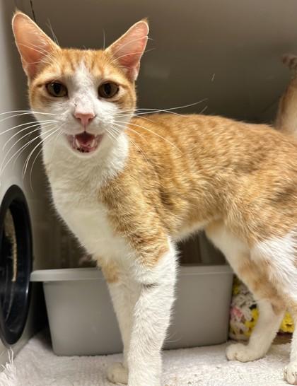 Sparky, a Adoptable mixed breed in Phoenix, AZ image 2/3