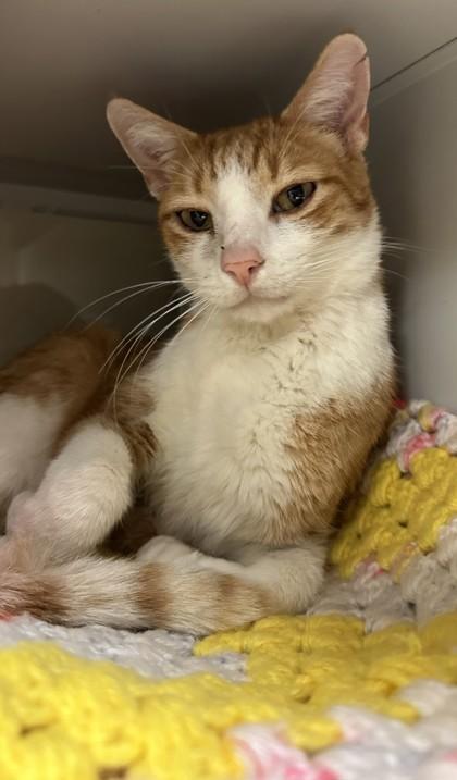 Sparky, a Adoptable mixed breed in Phoenix, AZ image 3/3