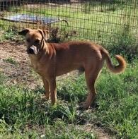 HANK, Adoptable, Young Male Boxer & Mixed Breed.