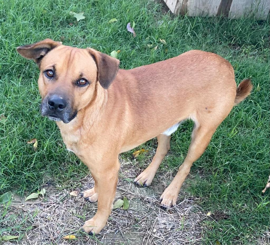 Enlarge HANK, a Adoptable mixed breed in Quinlan, TX image 2/2