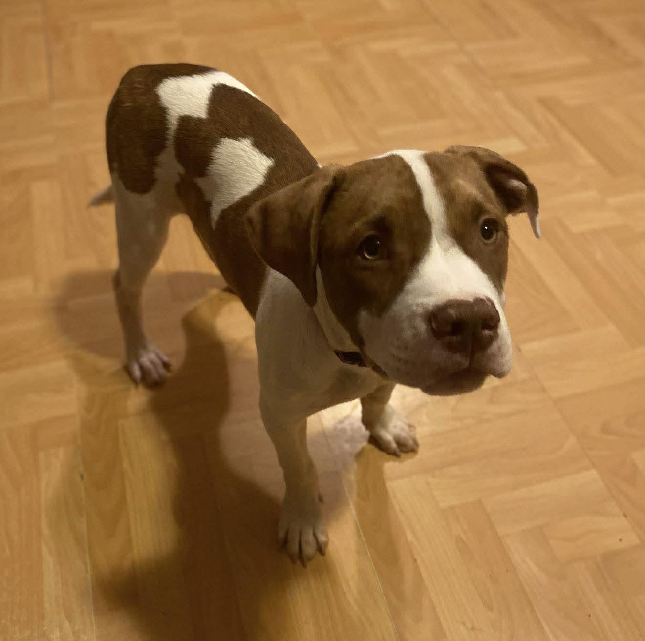 Enlarge Dublin (HERE IN NH), a ADOPTABLE Mixed Breed in Northwood, NH image 2/4