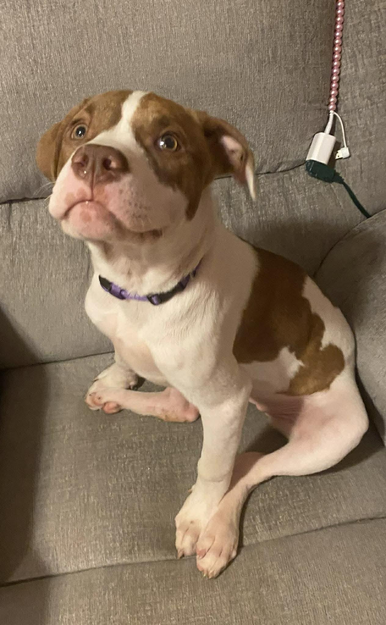 Enlarge Dublin (HERE IN NH), a ADOPTABLE Mixed Breed in Northwood, NH image 4/4