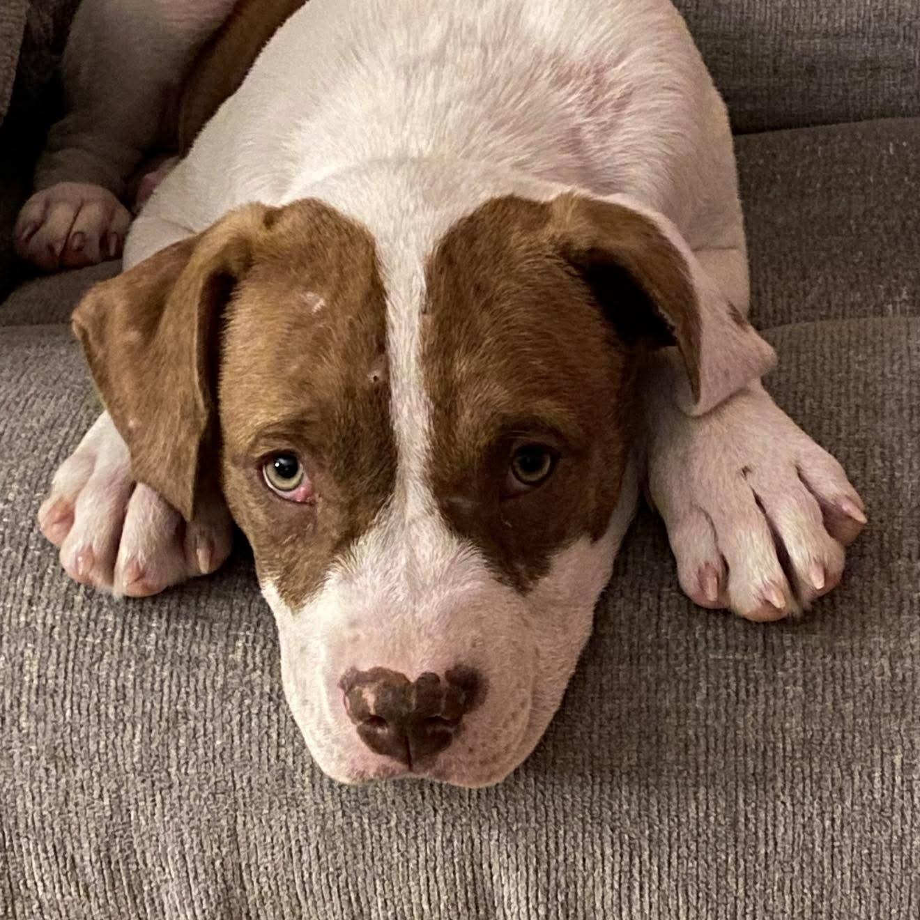 Dublin (HERE IN NH), ADOPTABLE, Puppy Female Mixed Breed.