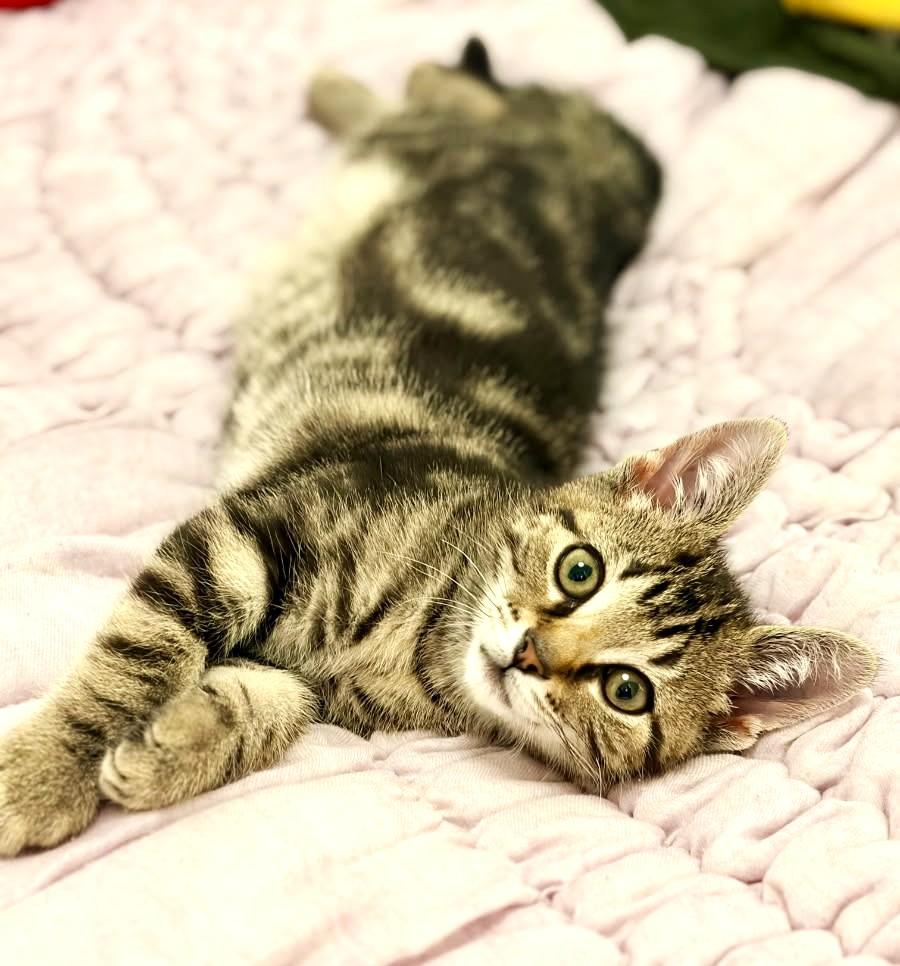 Marty (Feline Leuk Positive, SUPER Friendly), ADOPTABLE, Kitten Male Tabby.