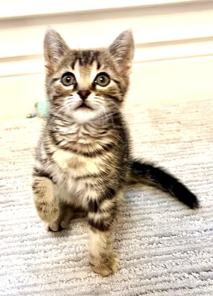 Marty (Feline Leuk Positive, SUPER Friendly), a ADOPTABLE Tabby in Ypsilanti, MI image 4/6