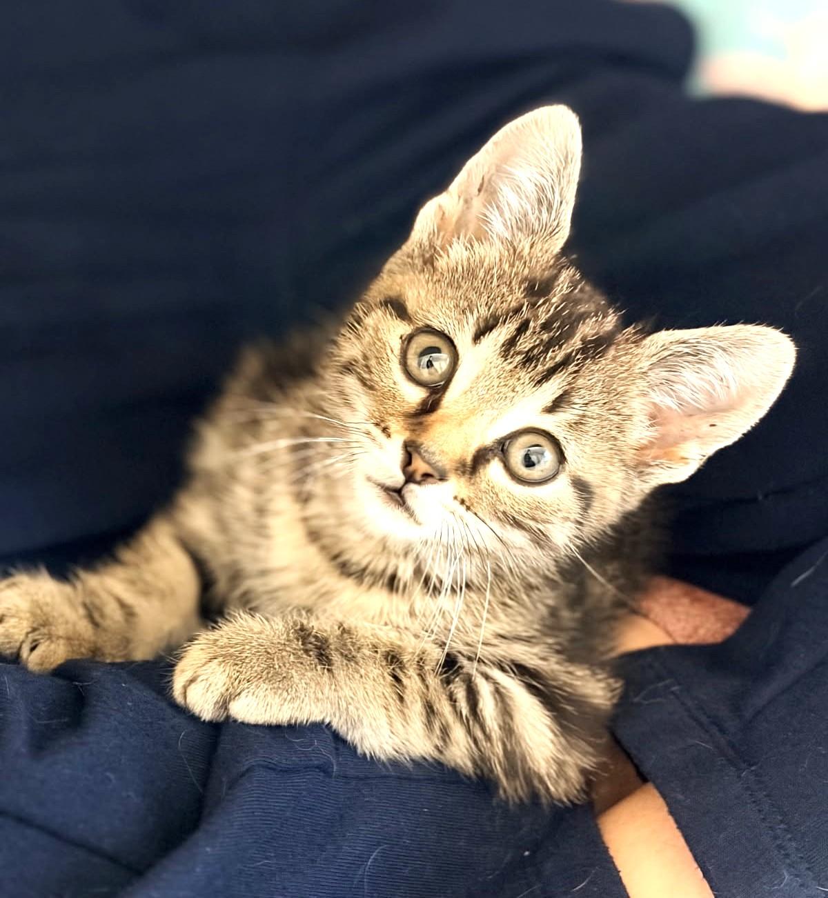 Marty (Feline Leuk Positive, SUPER Friendly), a ADOPTABLE Tabby in Ypsilanti, MI image 3/6