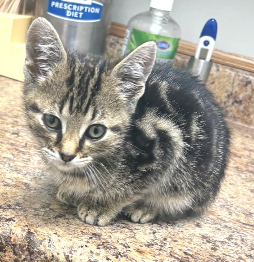 Marty (Feline Leuk Positive, SUPER Friendly), a ADOPTABLE Tabby in Ypsilanti, MI image 6/6
