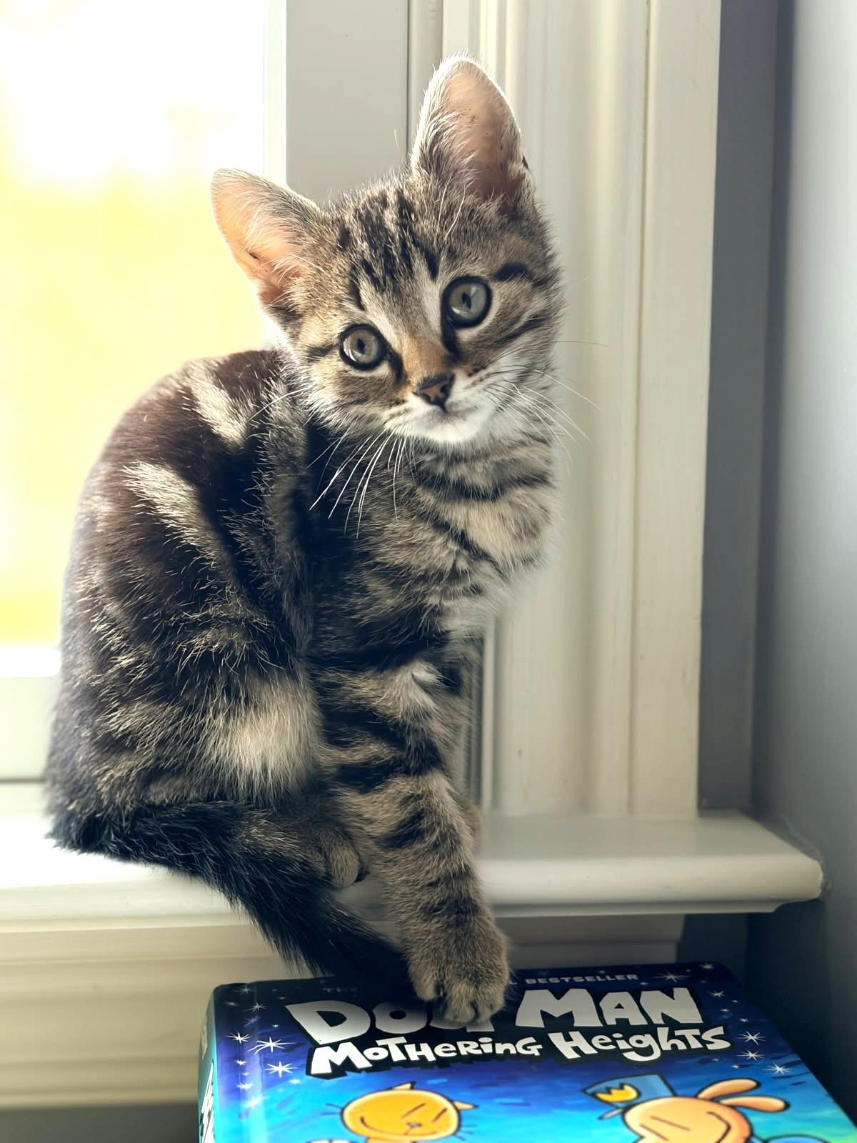 Marty (Feline Leuk Positive, SUPER Friendly), ADOPTABLE, Kitten Male Tabby.