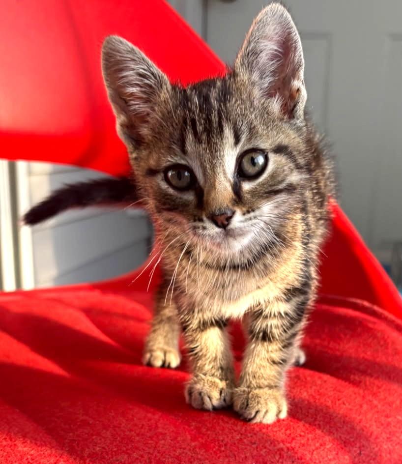 Marty (Feline Leuk Positive, SUPER Friendly), a ADOPTABLE Tabby in Ypsilanti, MI image 5/6