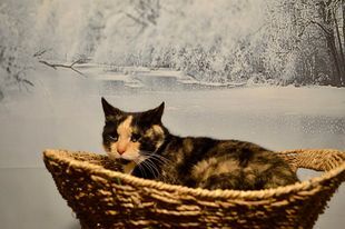 Twinkle, Adopted, Young Female Domestic Short Hair.