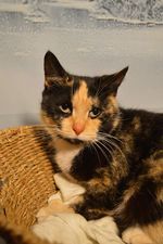 Enlarge Twinkle, a Adopted mixed breed in Fredericksburg, VA image 2/6