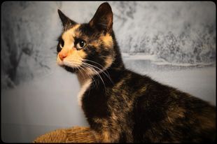 Enlarge Twinkle, a Adopted mixed breed in Fredericksburg, VA image 3/6