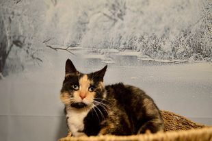 Enlarge Twinkle, a Adopted mixed breed in Fredericksburg, VA image 4/6