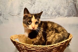 Enlarge Twinkle, a Adopted mixed breed in Fredericksburg, VA image 5/6