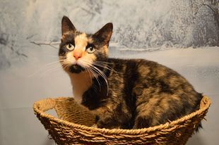 Enlarge Twinkle, a Adopted mixed breed in Fredericksburg, VA image 6/6