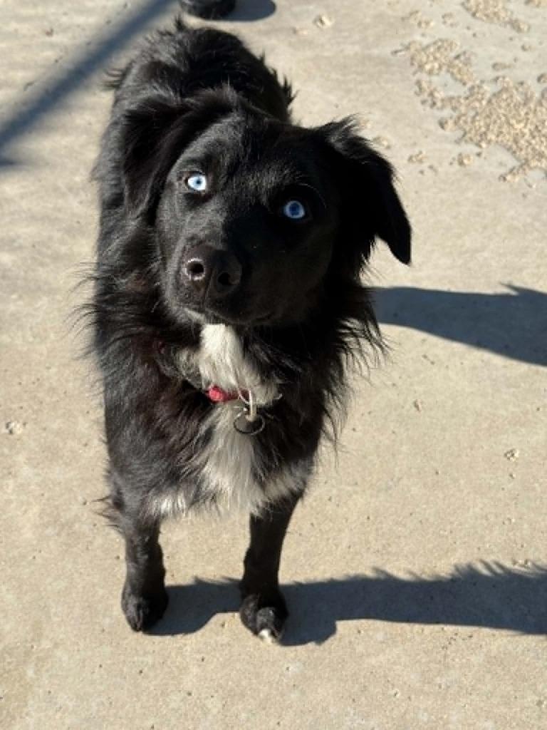 Enlarge Onyx, a Adoptable Australian Shepherd in Viroqua, WI image 1/1