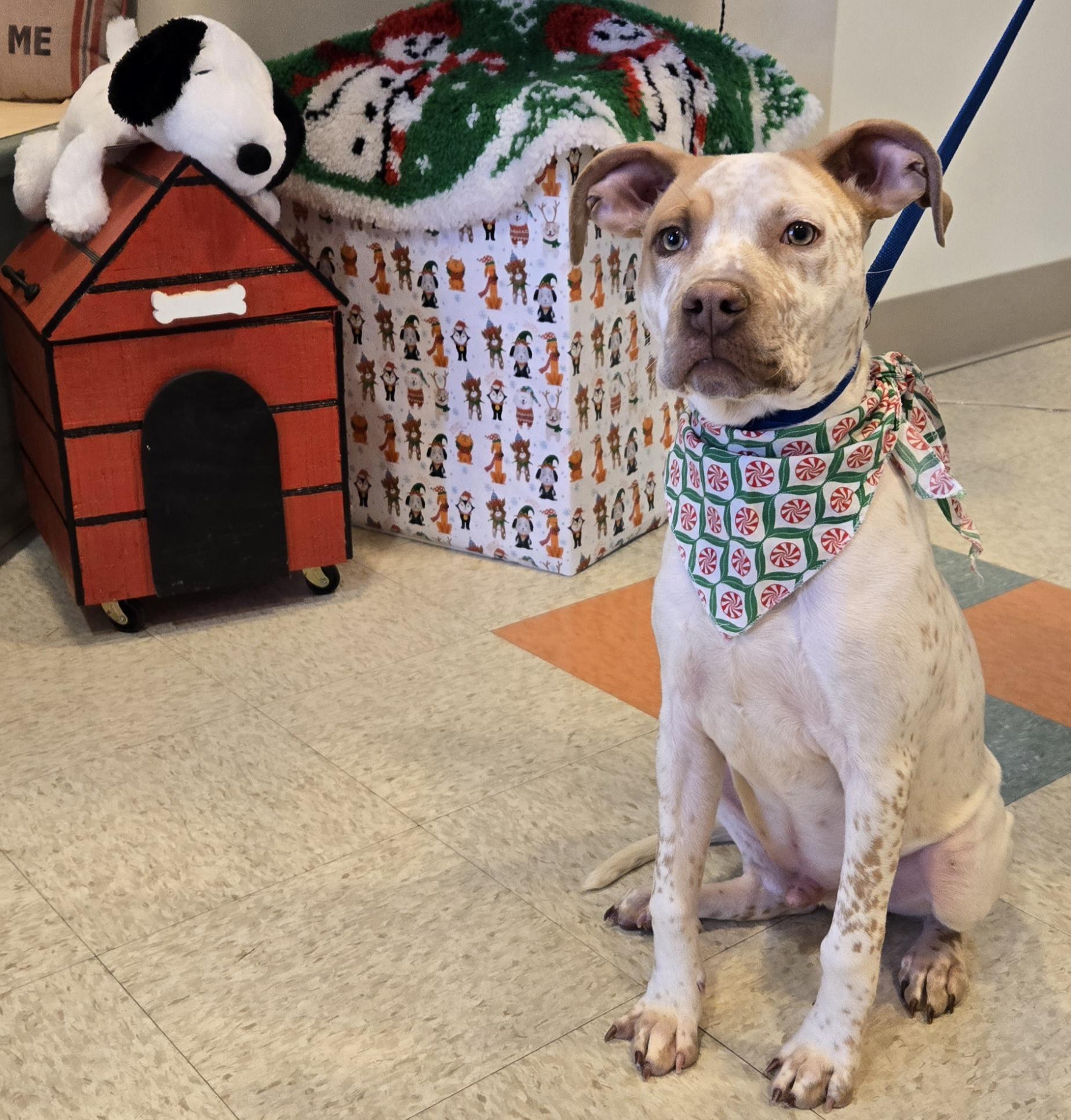 Otis , ADOPTABLE, Puppy Male Pit Bull Terrier.