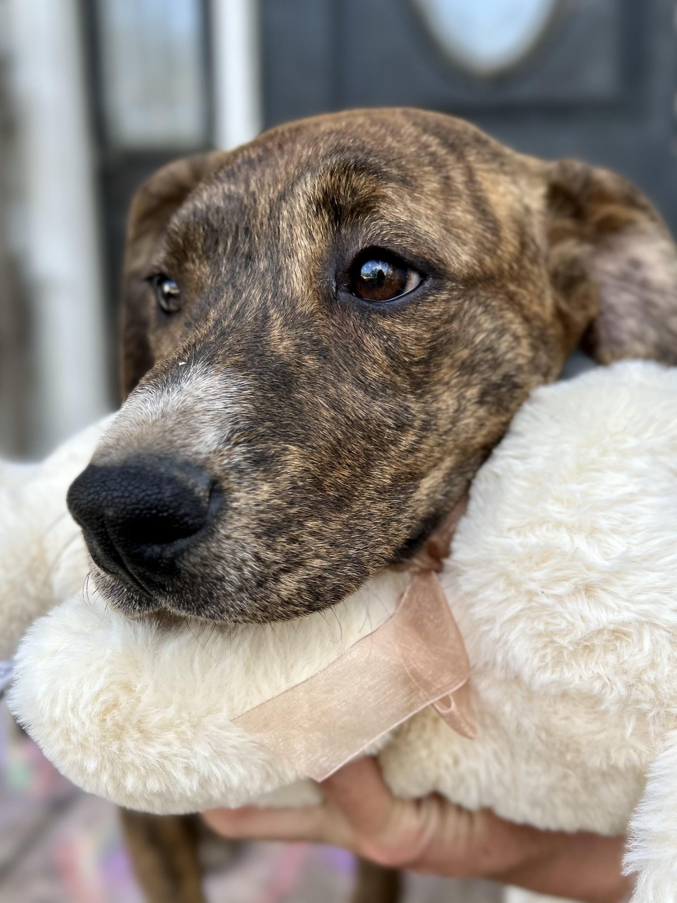Hayley, adoptable, Young Female Labrador Retriever & Pit Bull Terrier.