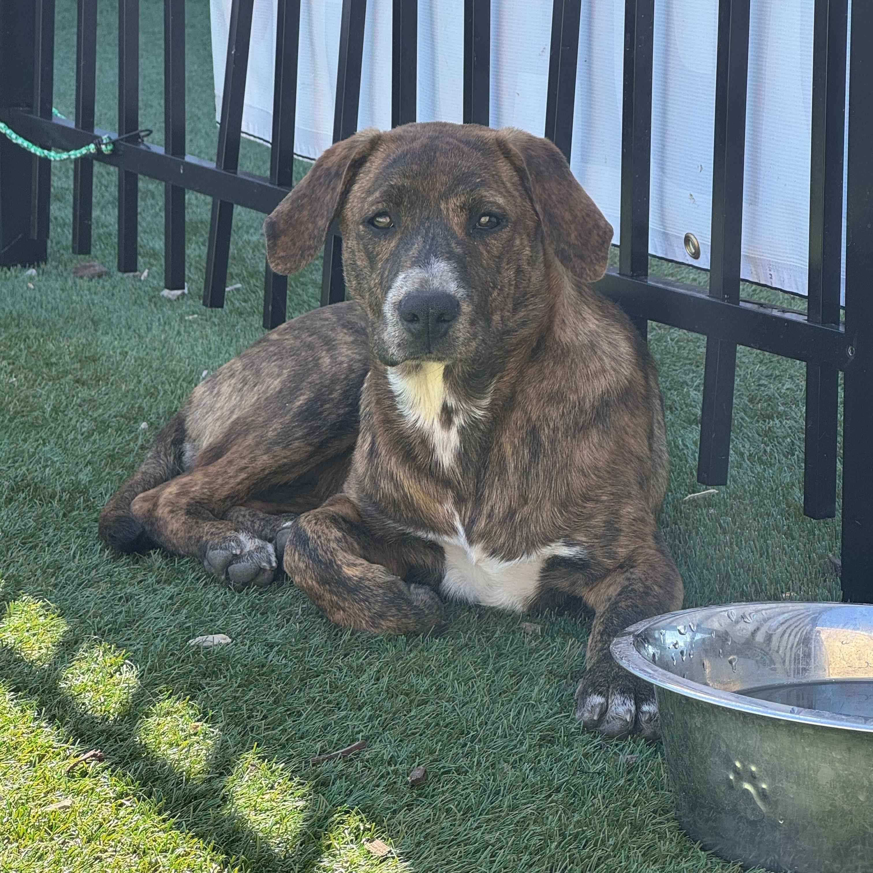 Hayley, an adoptable mixed breed in Mount Juliet, TN image 2/6