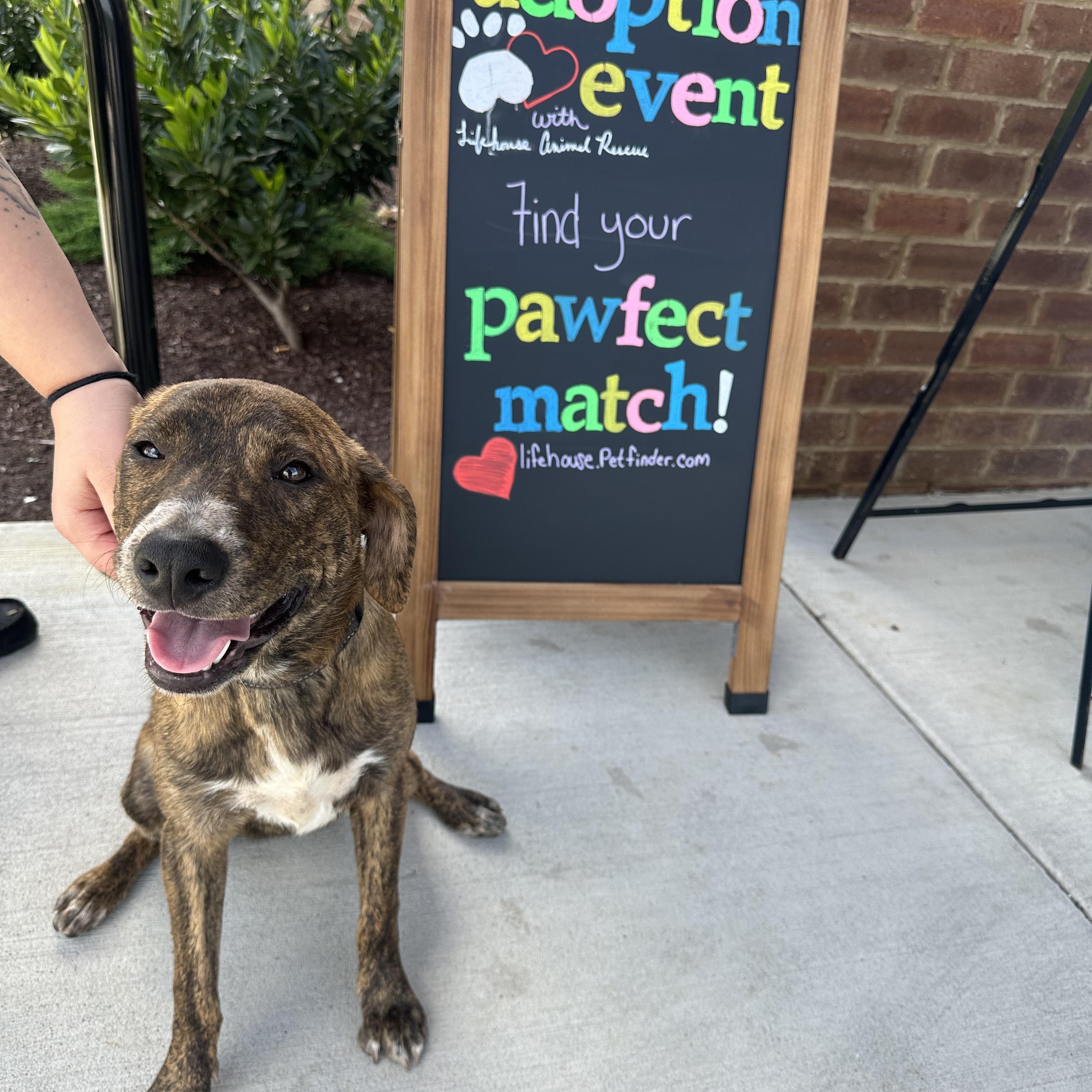 Hayley, an adoptable mixed breed in Mount Juliet, TN image 5/6