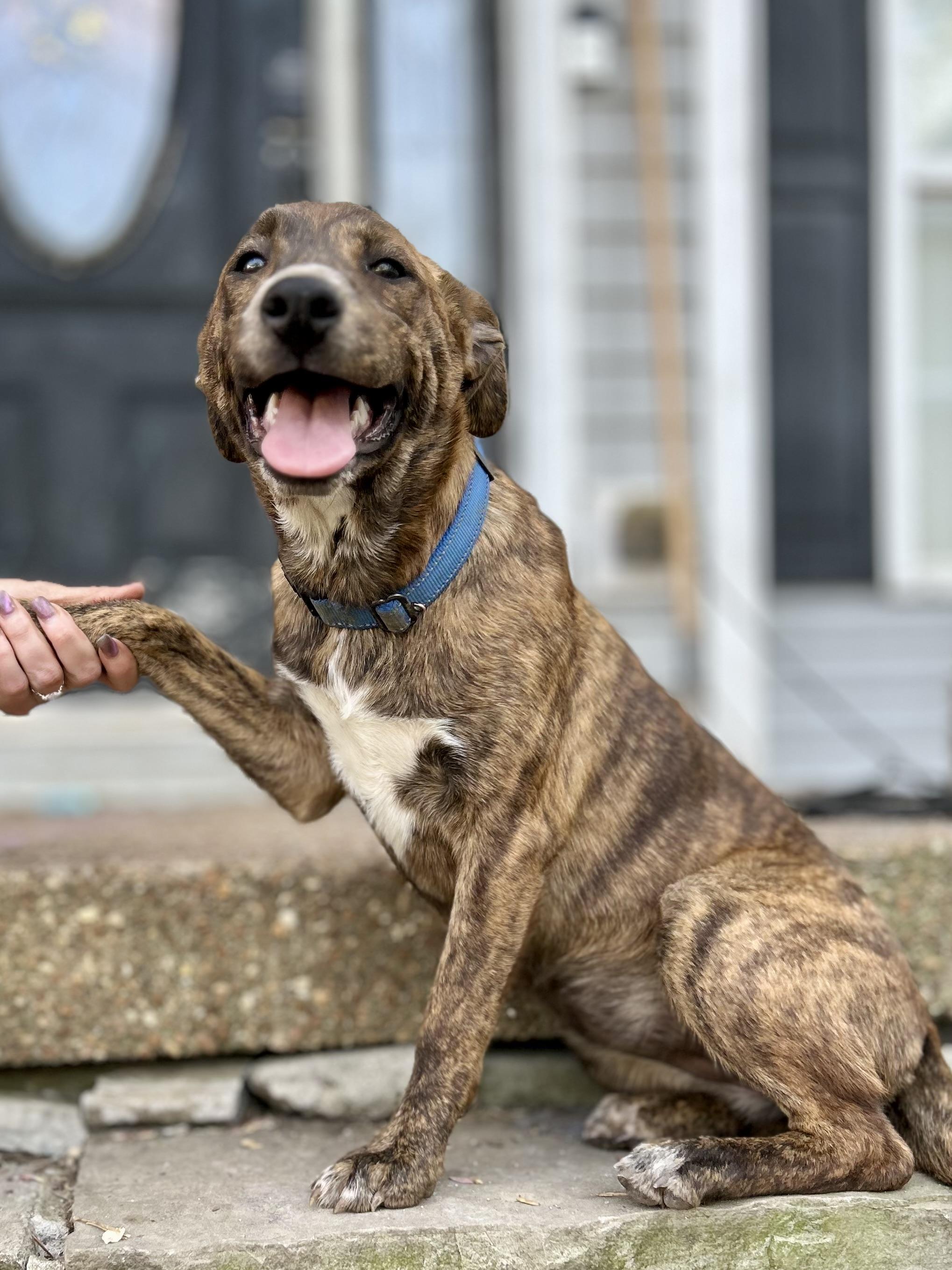 Hayley, an adoptable mixed breed in Mount Juliet, TN image 4/6