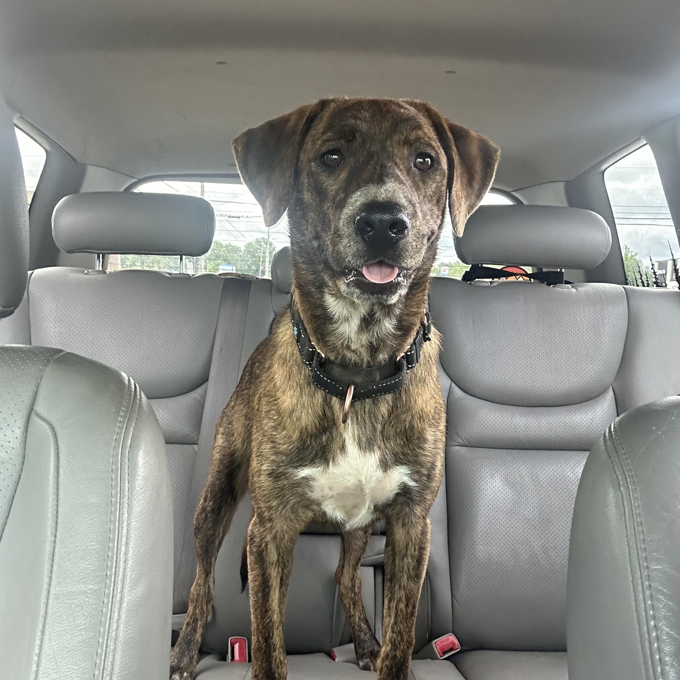 Hayley, an adoptable mixed breed in Mount Juliet, TN image 6/6