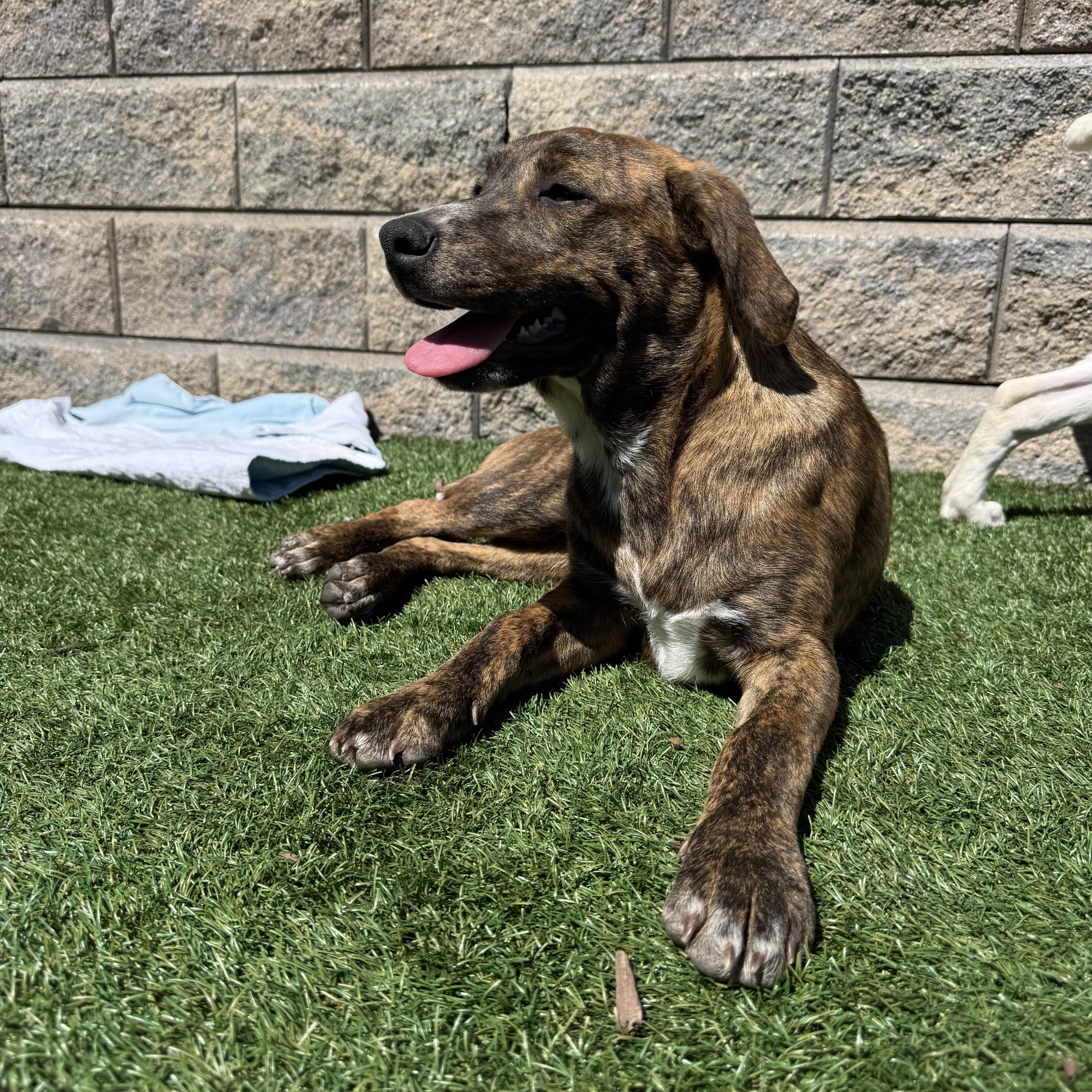 Hayley, an adoptable mixed breed in Mount Juliet, TN image 3/6