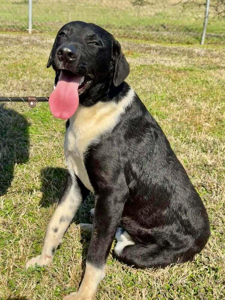 Scout — thumbnail 3