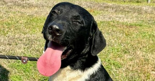 Scout — thumbnail 4