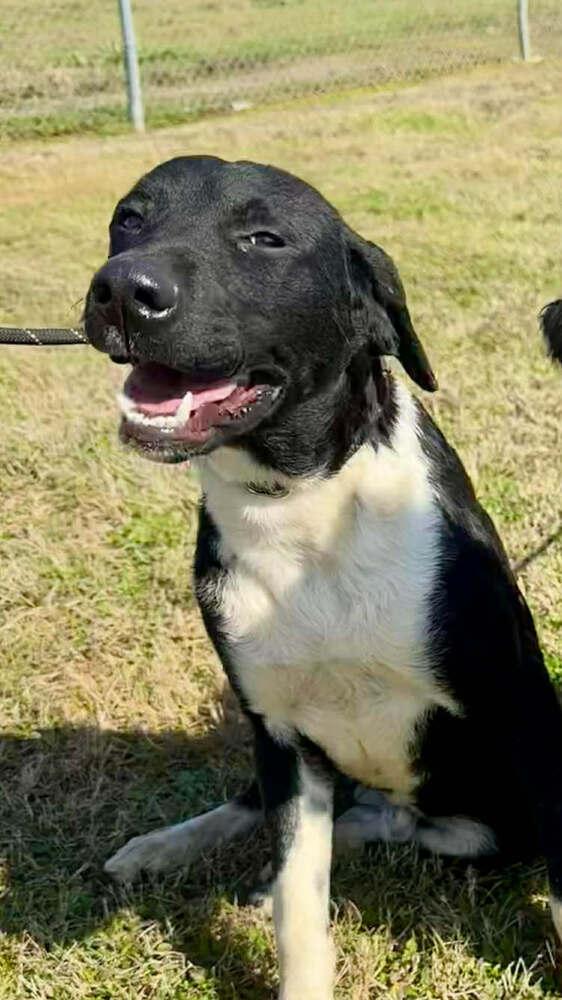 Scout — thumbnail 6