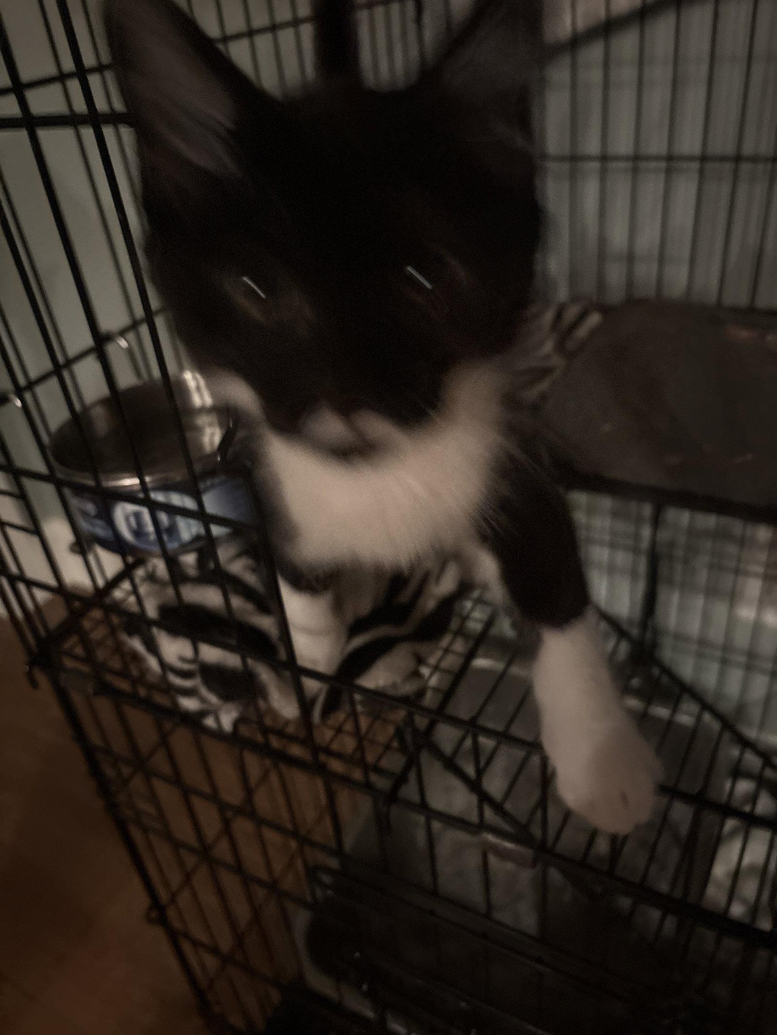 Quincy, Adopted, Kitten Male Domestic Short Hair.