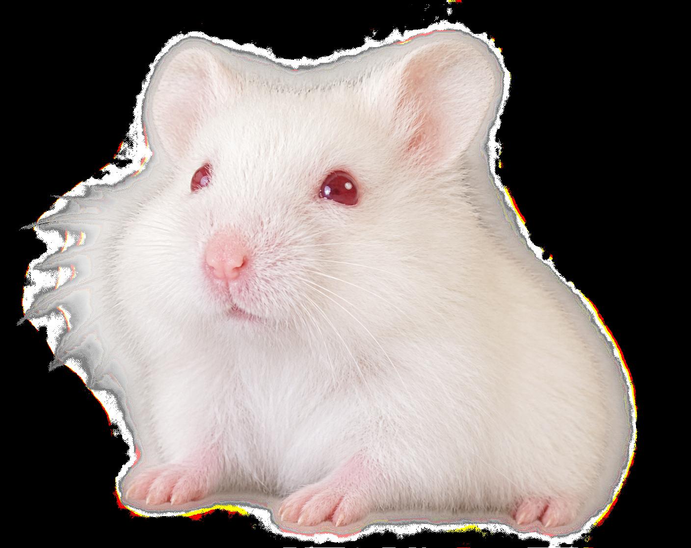 Lavender, Adoptable, Baby Female Dwarf Hamster & Hamster.