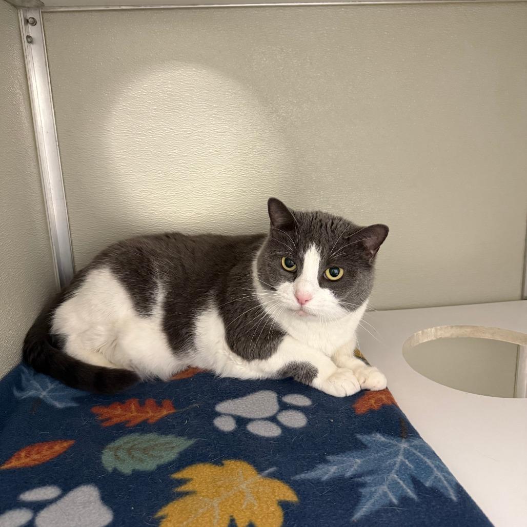 Levi, Adoptable, Senior Female Domestic Short Hair.