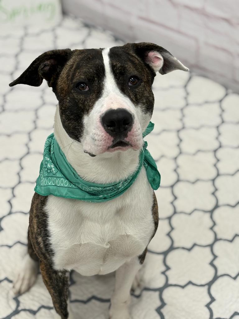 Ferrero, Adoptable, Young Male Mixed Breed.