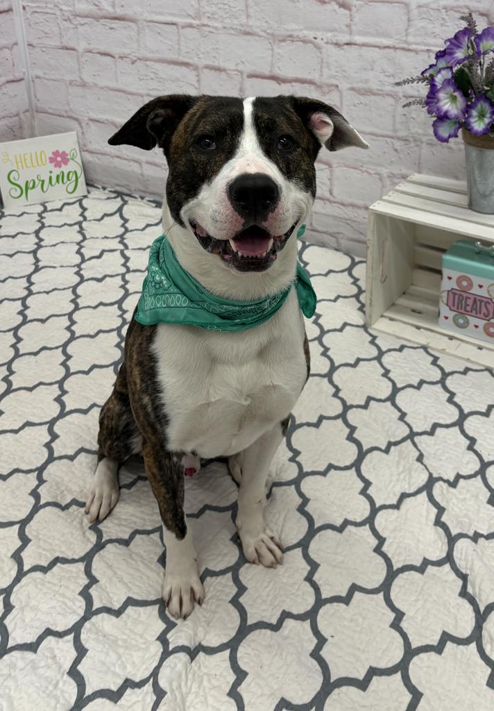 Enlarge Ferrero, a Adoptable mixed breed in Detroit, MI image 2/6