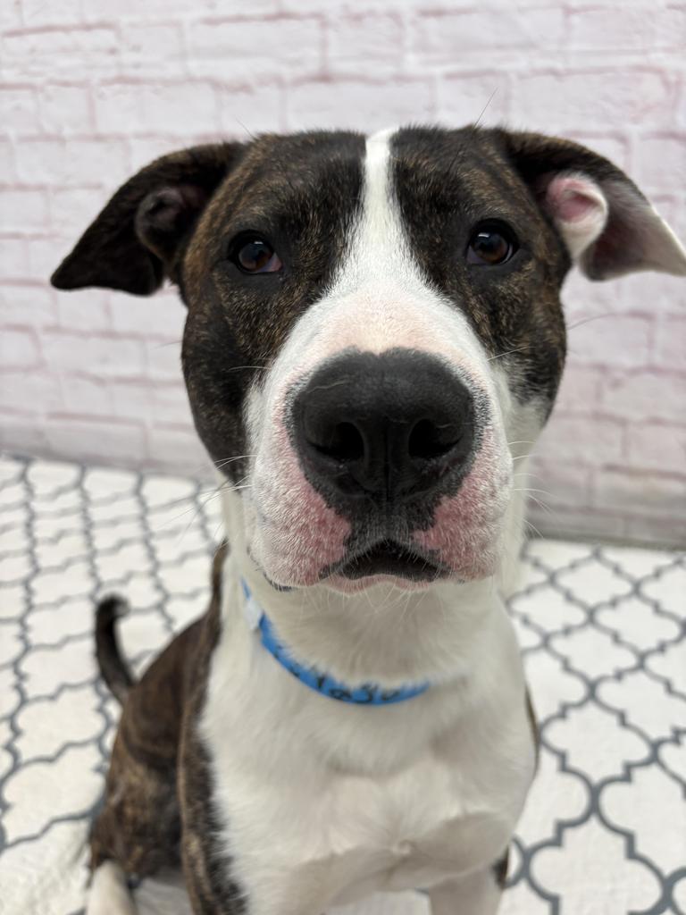 Enlarge Ferrero, a Adoptable mixed breed in Detroit, MI image 3/6