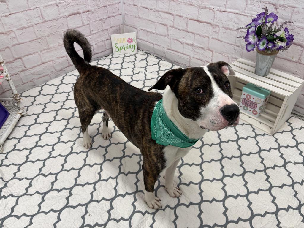 Enlarge Ferrero, a Adoptable mixed breed in Detroit, MI image 4/6
