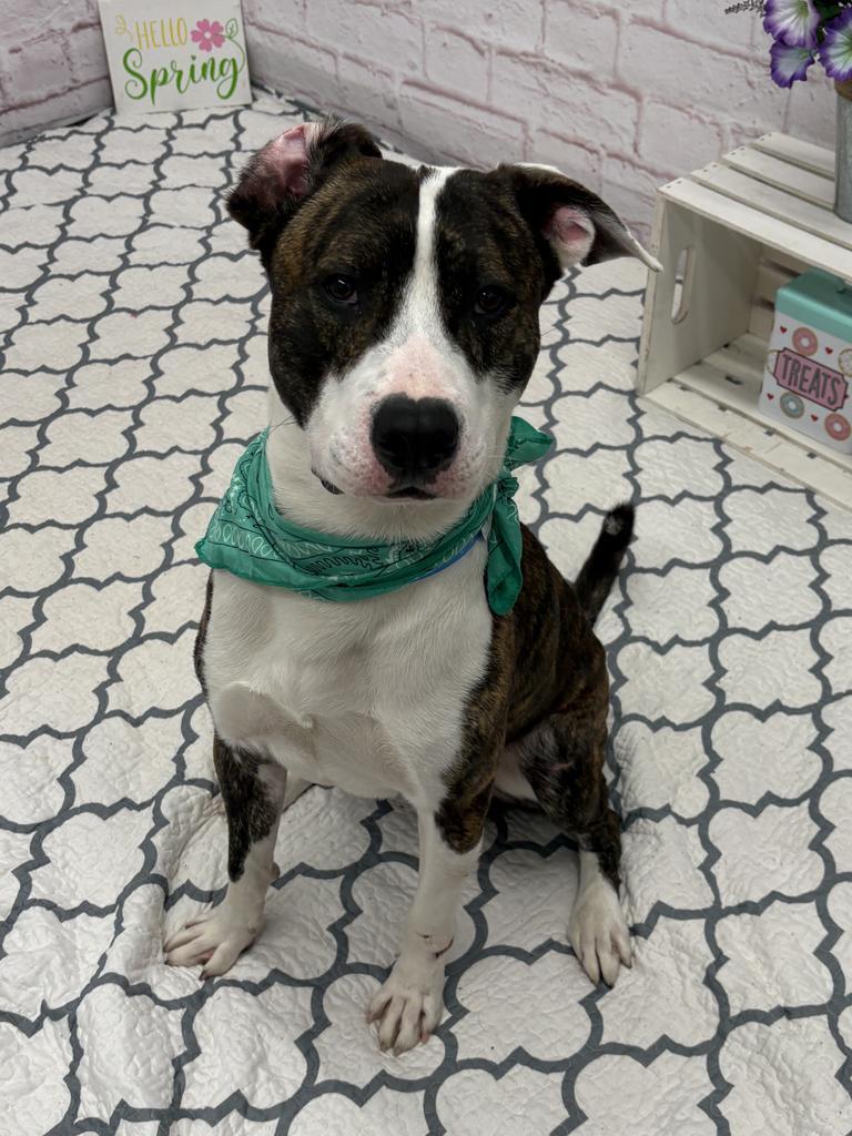 Enlarge Ferrero, a Adoptable mixed breed in Detroit, MI image 5/6