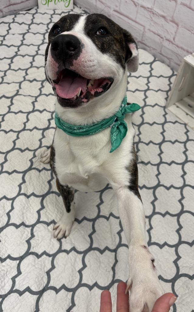 Enlarge Ferrero, a Adoptable mixed breed in Detroit, MI image 6/6