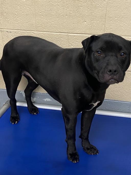 Toad, adopted, Adult Male Pit Bull Terrier.