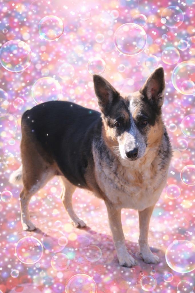 Cagney, a Adoptable mixed breed in Seven Points, TX image 3/3