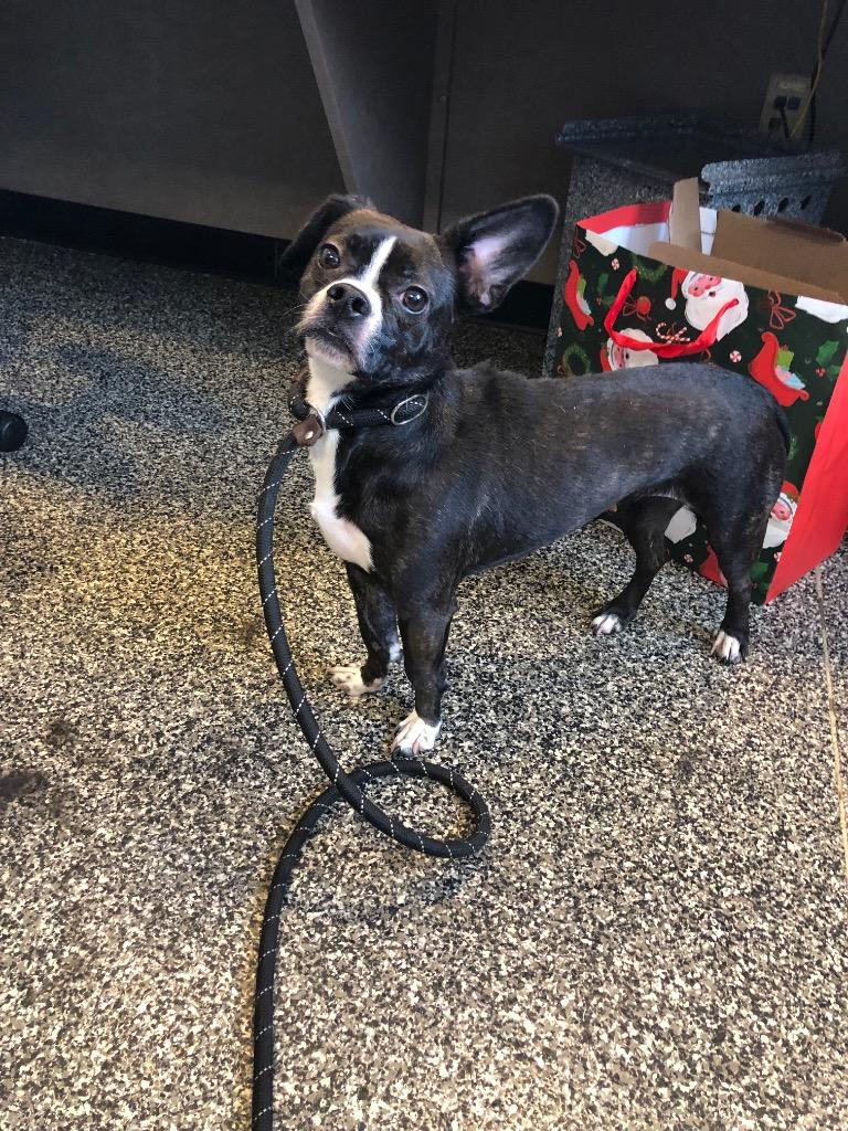 Penny, Adoptable, Adult Female Mixed Breed.